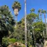 Jungle Palm Tree Trimming Service