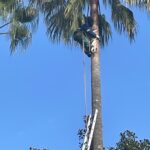 Trimming Service Palm Tree