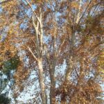 Talll Tree Felling Johannesburg (4)