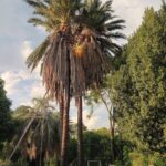 Palm Tree Felling (3)