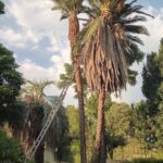 Palm Tree Felling (9)