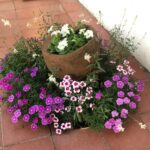 Flowers planters