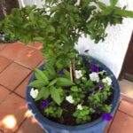 Pot Garden Ideas